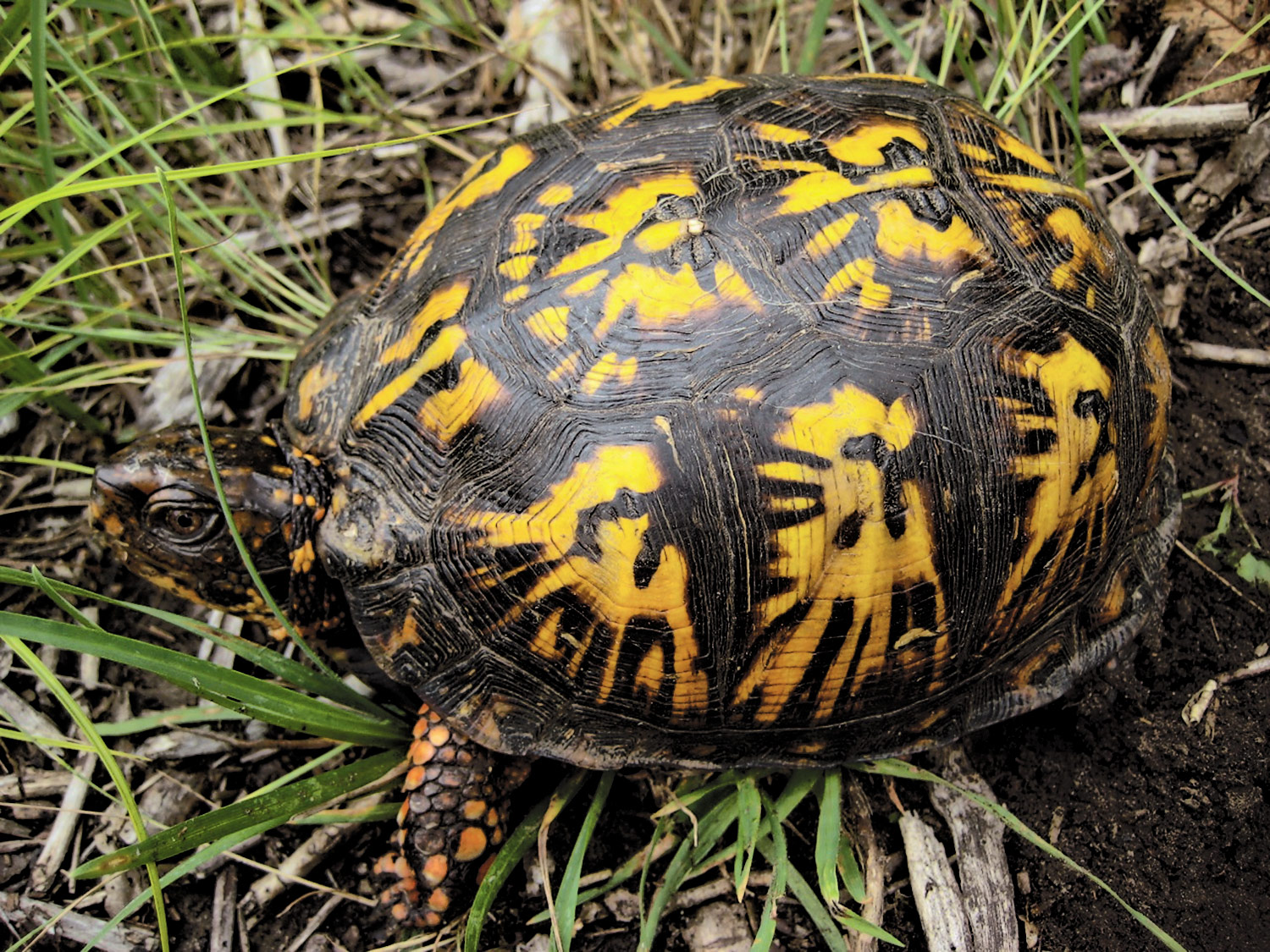 Box Turtles Need Our Help The East Hampton Star
