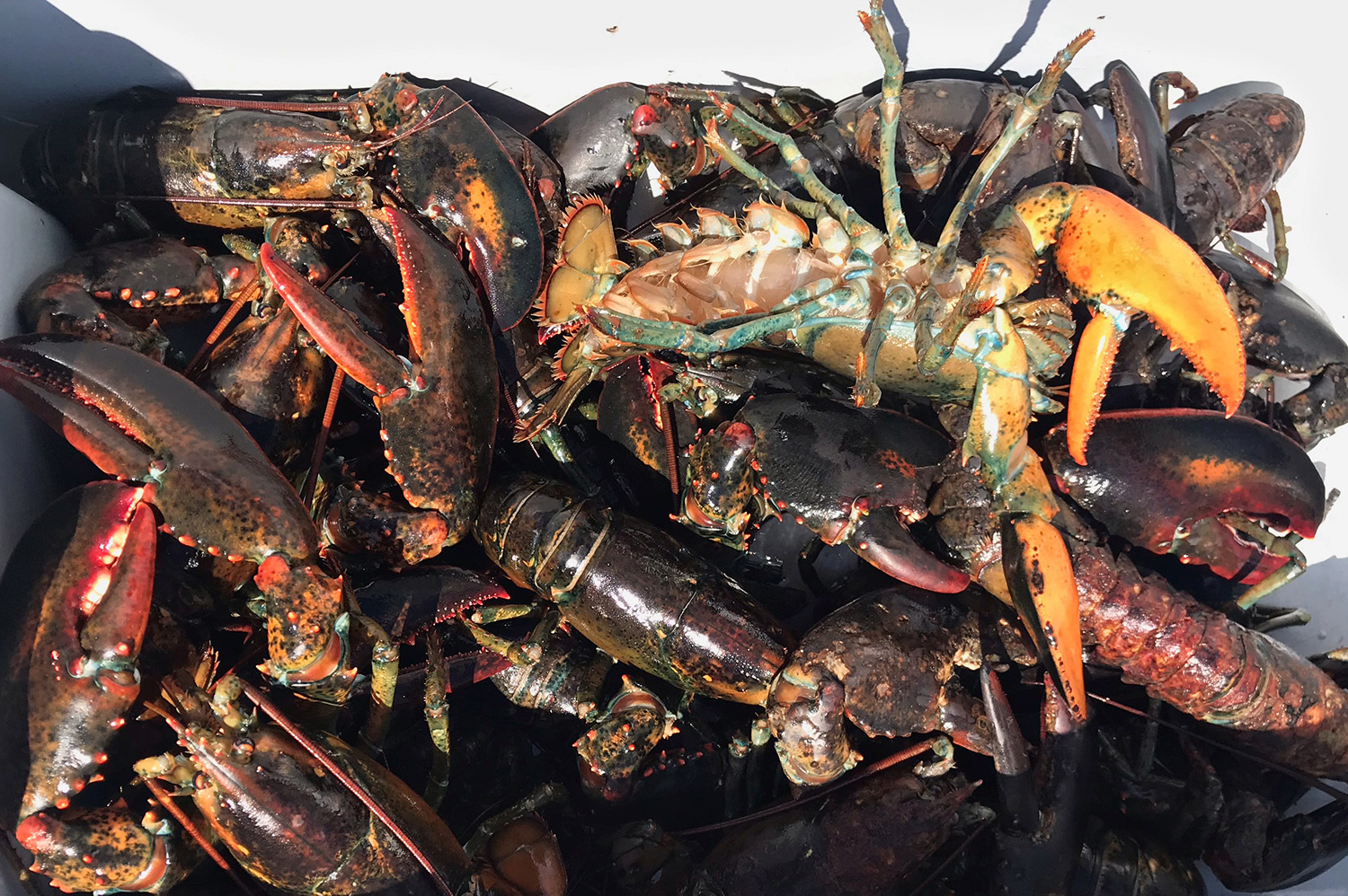 On the Water: Lobsters Made of Gold