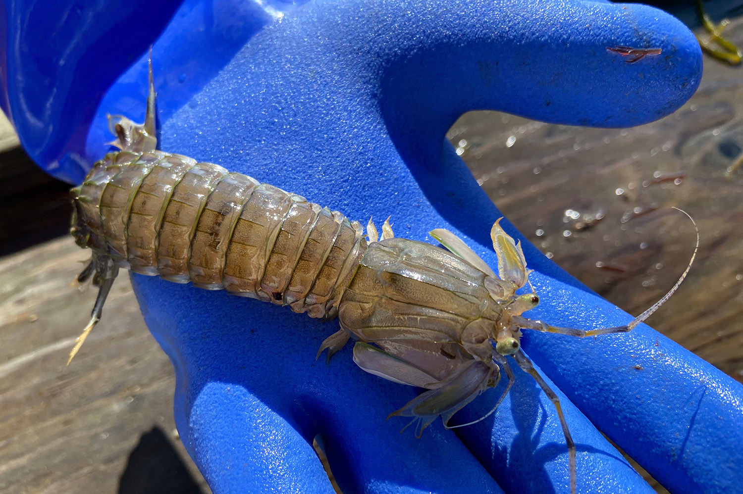 On the Water: Mysterious Shrimp