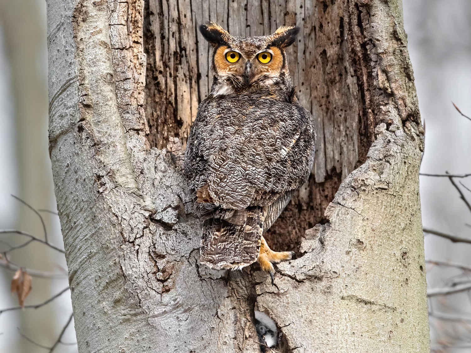 On The Wing Hear It Or Not It s Watching The East Hampton Star