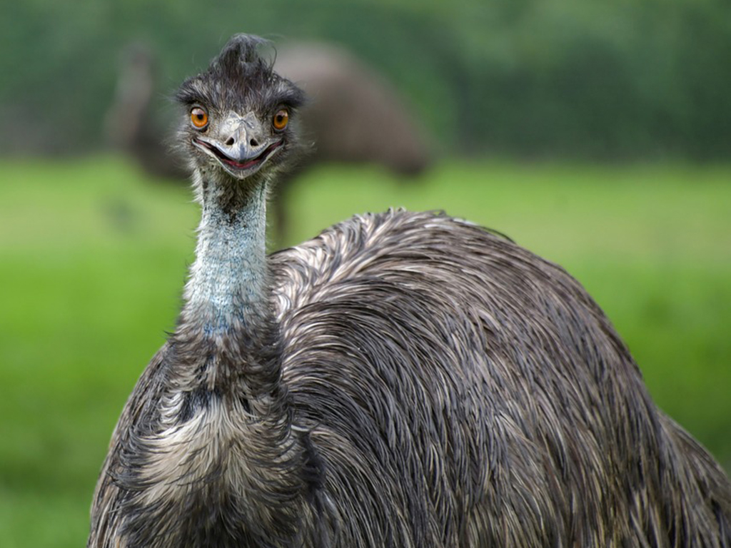 That Emu | The Hampton Star