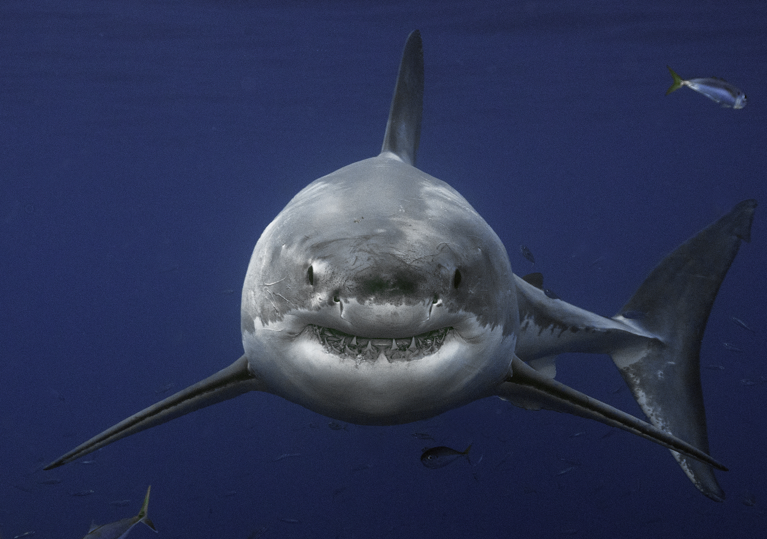 Shark Encounters Are on the Rise. Why?