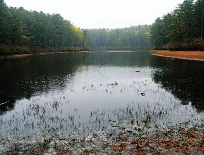 In vernal ponds like Chatfield’s Hole in East Hampton’s Northwest, drought allowed some plants that only appear during dry times to thrive on a wide muddy shelf at pond’s edge, but with rain, they become dormant again until the next drought.