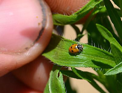 Many thought-to-be-extinct ladybugs were found on weed leaves at Quail Hill Farm on Tuesday. Many thought-to-be-extinct ladybugs were found on weed leaves at Quail Hill Farm on Tuesday.