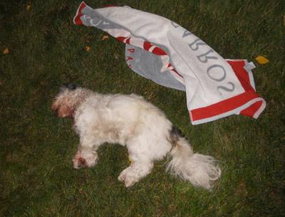 Lola, a 7-year-old Shih Tzu, was killed when a pit bull terrier attacked her last Thursday at her owner’s weekend house in Springs. Lola, a 7-year-old Shih Tzu, was killed when a pit bull terrier attacked her last Thursday at her owner’s weekend house in Springs.