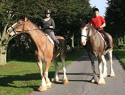 “They’re sweet — just like big dogs,” Shanette Barth Cohen said of Mike and Kerry Gaynor’s Clydesdales Sam and Ike, whom she and her husband, Bryan, took out for a ride at Wolffer’s stables Sunday morning. “They’re sweet — just like big dogs,” Shanette Barth Cohen said of Mike and Kerry Gaynor’s Clydesdales Sam and Ike, whom she and her husband, Bryan, took out for a ride at Wolffer’s stables Sunday morning.