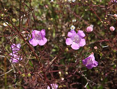In late summer Montauk grasslands were once pink with a thick covering of sandplain gerardia blooms. Now the plant is federally endangered.