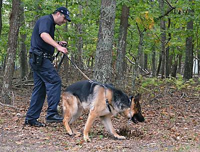 A report of a stolen iPhone led police on a manhunt in Springs last Thursday. O’Reilly, a German shepherd, searched with State Trooper Kevin Drew.