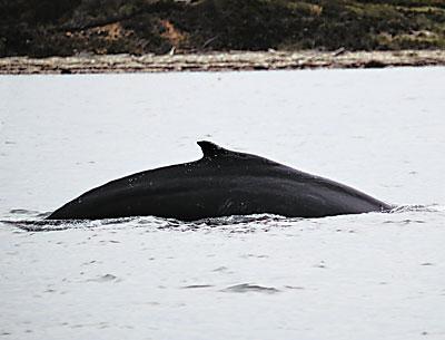 While fishing for false albacore in Fort Pond Bay in Montauk on Oct. 7, Edward L. Shugrue “heard a large blowing sound,” turned around, and snapped this photo of a whale he estimated to be about 60 feet long.