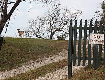 The number of deer in East Hampton Town will be counted in the coming months using aerial infrared photography as a first step in a townwide deer management plan, which will be the subject of a town board hearing on Dec. 6. The number of deer in East Hampton Town will be counted in the coming months using aerial infrared photography as a first step in a townwide deer management plan, which will be the subject of a town board hearing on Dec. 6.