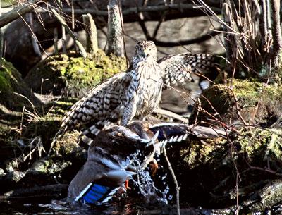 The natural world in action at the Nature Trail in East Hampton, as an immature Cooper’s hawk dragged a mallard to the water’s edge. The natural world in action at the Nature Trail in East Hampton, as an immature Cooper’s hawk dragged a mallard to the water’s edge.