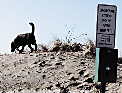 The East Hampton Village Board is considering greater restrictions of dogs on village beaches in the summer months and a requirement that they be kept on leashes. The East Hampton Village Board is considering greater restrictions of dogs on village beaches in the summer months and a requirement that they be kept on leashes.