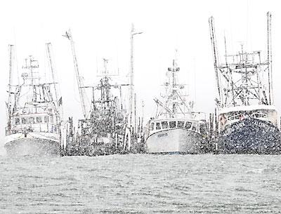 Commercial fishermen oppose to a bill they say would lead to increased fishing pressure and glutted markets. Commercial fishermen oppose to a bill they say would lead to increased fishing pressure and glutted markets.