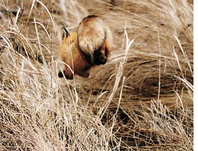A red fox leaped into the reeds at Fresh Pond in Amagansett. The local fox population is booming, and for now is free of mange. A red fox leaped into the reeds at Fresh Pond in Amagansett. The local fox population is booming, and for now is free of mange.
