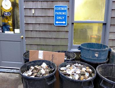 The empty shells filling the pails outside the Lester family’s shop off Abraham’s Path in East Hampton announce that the scallop season has begun. The empty shells filling the pails outside the Lester family’s shop off Abraham’s Path in East Hampton announce that the scallop season has begun.