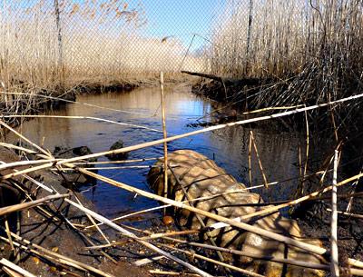 A dilapidated culvert on Alewife Brook in Northwest has blocked an annual fish-spawning run to Scoy Pond. A dilapidated culvert on Alewife Brook in Northwest has blocked an annual fish-spawning run to Scoy Pond.