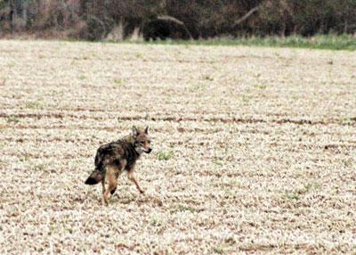 Coyotes, like this one photographed Friday morning by Dell Cullum, look similar to German shepherds, but are half their size, according to the state’s Department of Environmental Conservation.