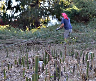 An expanse of razor-sharp bamboo stumps waited to be excavated in a difficult and expensive effort to remove the plant from a Montauk property. An expanse of razor-sharp bamboo stumps waited to be excavated in a difficult and expensive effort to remove the plant from a Montauk property.