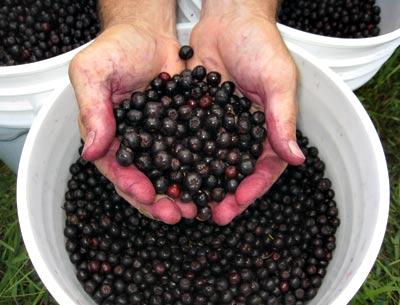 Aronia berries, described as a new “super food.” Aronia berries, described as a new “super food.”