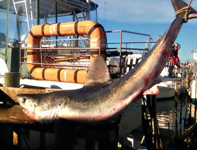 Capt. Burt Prince and his mate, Gary Starkweather, caught a porbeagle shark, said to be as tasty as a mako, while fishing off Montauk. Capt. Burt Prince and his mate, Gary Starkweather, caught a porbeagle shark, said to be as tasty as a mako, while fishing off Montauk.
