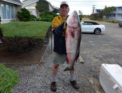 Bob Howard reeled in a 46-inch striped bass weighing 39 pounds early Tuesday, putting him in first place in the Montauk SurfMasters tournament’s wader division. Bob Howard reeled in a 46-inch striped bass weighing 39 pounds early Tuesday, putting him in first place in the Montauk SurfMasters tournament’s wader division.