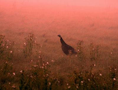 A wild turkey at dawn near Lily Pond Lane in East Hampton. Turkeys, reintroduced to East Hampton Town in the 1990s, can now be found in abundance from Montauk to Wainscott and beyond. A wild turkey at dawn near Lily Pond Lane in East Hampton. Turkeys, reintroduced to East Hampton Town in the 1990s, can now be found in abundance from Montauk to Wainscott and beyond.