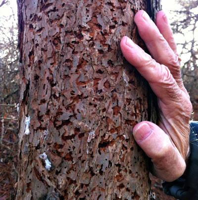 Southern pine beetles attack a tree by boring holes around its circumference, prohibiting the flow of nutrients, food, and water up and down the tree’s trunk. Southern pine beetles attack a tree by boring holes around its circumference, prohibiting the flow of nutrients, food, and water up and down the tree’s trunk.