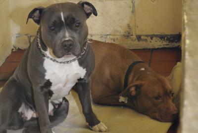 Two pit bulls, Marley, left, and Max, will likely be euthanized once a quarantine period ends after they attacked James Dunlop as he walked down Todd Drive in East Hampton on New Year’s Day. Two pit bulls, Marley, left, and Max, will likely be euthanized once a quarantine period ends after they attacked James Dunlop as he walked down Todd Drive in East Hampton on New Year’s Day.