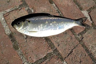 Alewife Alewife