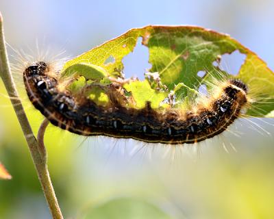 A mature tent caterpillar munched on a shad leaf in Montauk on Sunday. A mature tent caterpillar munched on a shad leaf in Montauk on Sunday.