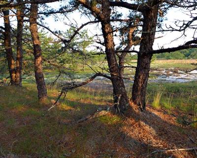 Over the last two centuries pitch pines have marched out onto Napeague from the rest of Amagansett. Over the last two centuries pitch pines have marched out onto Napeague from the rest of Amagansett.