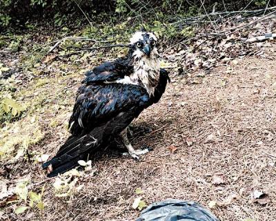 Angela Ortenzio spotted this osprey in the pond in her backyard off Northwest Creek. It was struggling to free itself from a water-filled plastic bag that had snared its leg. Her husband cut away the bag, and the stunned bird flew off. Angela Ortenzio spotted this osprey in the pond in her backyard off Northwest Creek. It was struggling to free itself from a water-filled plastic bag that had snared its leg. Her husband cut away the bag, and the stunned bird flew off.