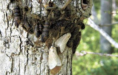 Two female gypsy moths about to lay their eggs on a tree off Route 114 between East Hampton and Sag Harbor last week could indicate a bad year for East Hampton’s trees in 2016. Two female gypsy moths about to lay their eggs on a tree off Route 114 between East Hampton and Sag Harbor last week could indicate a bad year for East Hampton’s trees in 2016.