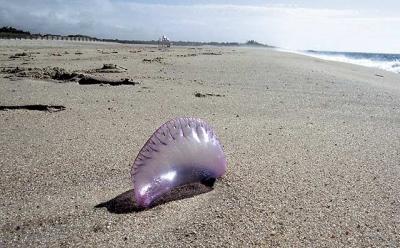 Portuguese men-of-war have been spotted on the South Fork, including Georgica Beach in East Hampton Village on Tuesday morning. Portuguese men-of-war have been spotted on the South Fork, including Georgica Beach in East Hampton Village on Tuesday morning.