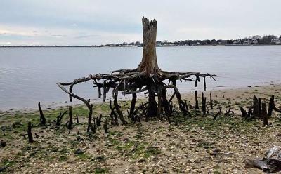 Once this cedar tree on Weesuck Creek in East Quogue was on dry land, now it stands as a stark reminder of the combined effects of rising sea levels and coastal erosion. Once this cedar tree on Weesuck Creek in East Quogue was on dry land, now it stands as a stark reminder of the combined effects of rising sea levels and coastal erosion.