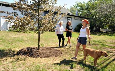 Phyllis Kriegel, left, who underwrote a landscaping project around Ashawagh Hall in Springs, surveyed a tricolor beech tree that was planted with Marybeth Lee, center, who designed and did the plantings, and Loring Bolger, right, of the Springs Improvement Society, with her dog Jessie. Phyllis Kriegel, left, who underwrote a landscaping project around Ashawagh Hall in Springs, surveyed a tricolor beech tree that was planted with Marybeth Lee, center, who designed and did the plantings, and Loring Bolger, right, of the Springs Improvement Society, with her dog Jessie.