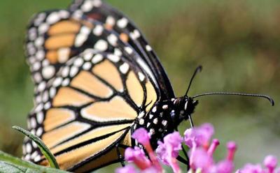 Monarch sightings are on the increase as summer moves into its final weeks.