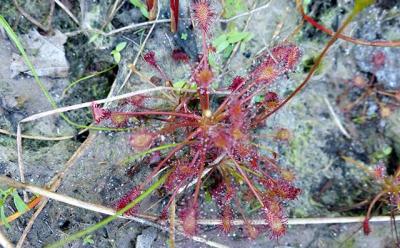 Drosera intermedia, the spatulate-leaved sundew, is one of three species of insectivorous sundews that can be found on the South Fork. Drosera intermedia, the spatulate-leaved sundew, is one of three species of insectivorous sundews that can be found on the South Fork.