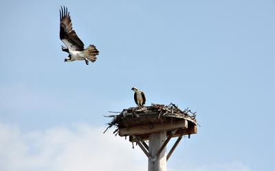 Ospreys will use the same nest throughout their lives. Ospreys will use the same nest throughout their lives.