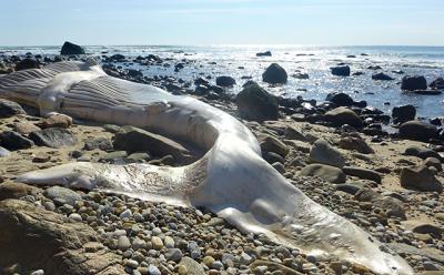 A dead humpback whale that washed ashore at Ditch Plain looked almost ethereal in the afternoon light.