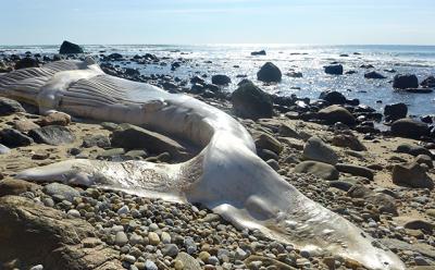 A dead humpback whale that washed ashore at Ditch Plain looked almost ethereal in the afternoon light. A dead humpback whale that washed ashore at Ditch Plain looked almost ethereal in the afternoon light.