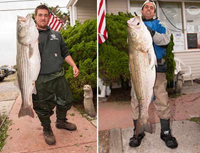 First place in the SurfMasters wetsuit division still belonged to Nick Bocchino, left, who caught this 35.2-pounder on Oct. 3. As of Monday, Klever Oleas, right, remained in first place in the Montauk SurfMasters wader division for this 42.56-pound striper he caught on Oct. 4.