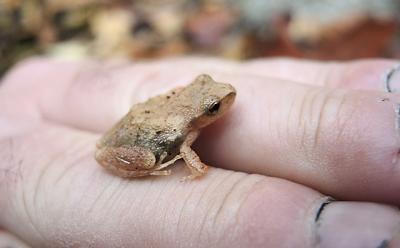 The turn of the leaves is late, and so, too, is the hibernation of the spring peepers. The turn of the leaves is late, and so, too, is the hibernation of the spring peepers.