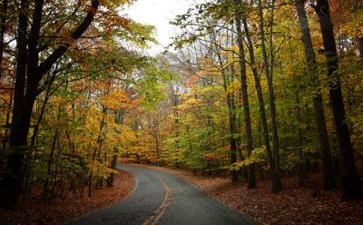 The trees along Stony Hill Road in Amagansett were ablaze with color last week.