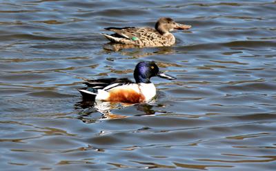 Northern shovelers, which look like large mallards, use their oversized flattened bills to suck up pond vegetation. Northern shovelers, which look like large mallards, use their oversized flattened bills to suck up pond vegetation.