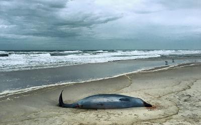 A True’s beaked whale was found dead on Scott Cameron Beach in Bridgehampton last Thursday. A True’s beaked whale was found dead on Scott Cameron Beach in Bridgehampton last Thursday.