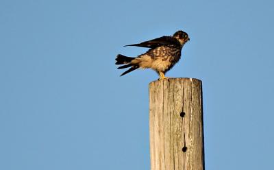 Merlin Merlin