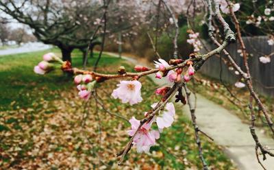 An unusually warm December has brought the gift of unexpected blooms, like these cherry blossoms on Pantigo Road in East Hampton. An unusually warm December has brought the gift of unexpected blooms, like these cherry blossoms on Pantigo Road in East Hampton.