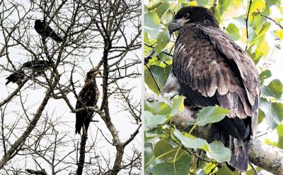 There have been many bald eagle sightings in the area of late, including this juvenile one photographed being mobbed by crows at the edge of Otter Pond in Sag Harbor. There have been many bald eagle sightings in the area of late, including this juvenile one photographed being mobbed by crows at the edge of Otter Pond in Sag Harbor.