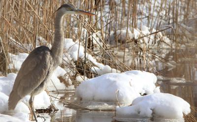 A great blue heron waited for a meal along a snowy wetland edge this month. A great blue heron waited for a meal along a snowy wetland edge this month.